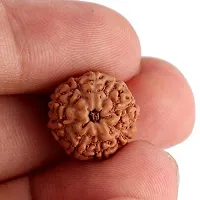 MAUTIK SADIWALA Certified 9 Mukhi Rudraksha (Brown) 9 Face Rudraksha AAA Quality-thumb1