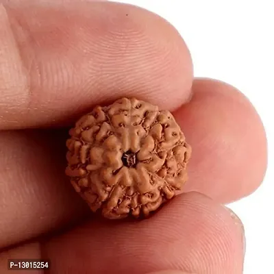 MAUTIK SADIWALA Certified 9 Mukhi Rudraksha (Brown) 9 Face Rudraksha AAA Quality-thumb2