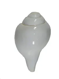 Mautik Sadiwala Natural Certified Fossil Vamavarti Blowing Conch/Bajne Wala Shankh/Blowing Shankh, White, 5 Inch-thumb2