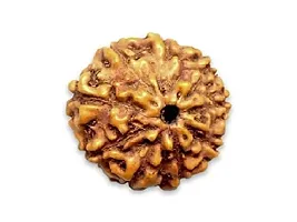 MAUTIK SADIWALA Certified 9 Mukhi Rudraksha (Brown) 9 Face Rudraksha AAA Quality-thumb2