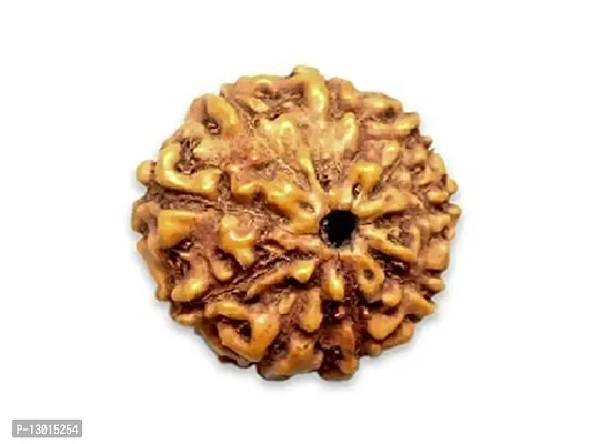 MAUTIK SADIWALA Certified 9 Mukhi Rudraksha (Brown) 9 Face Rudraksha AAA Quality-thumb3