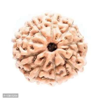 MAUTIK SADIWALA Certified 9 Mukhi Rudraksha (Brown) 9 Face Rudraksha AAA Quality