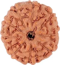 MAUTIK SADIWALA Certified 9 Mukhi Rudraksha (Brown) 9 Face Rudraksha AAA Quality-thumb3