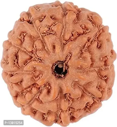 MAUTIK SADIWALA Certified 9 Mukhi Rudraksha (Brown) 9 Face Rudraksha AAA Quality-thumb4