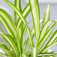 Spider Plant - Indoor Air Purifying Houseplant-thumb4