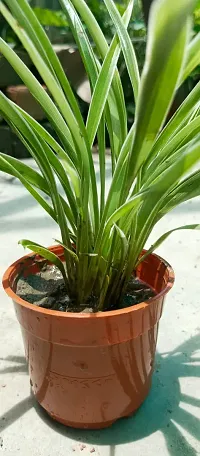 Pet-Friendly Spider Plant - Indoor Greenery-thumb2