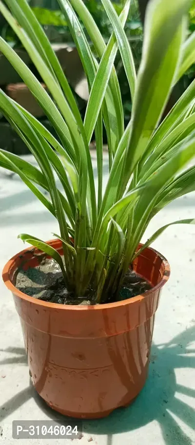 Pet-Friendly Spider Plant - Indoor Greenery-thumb3