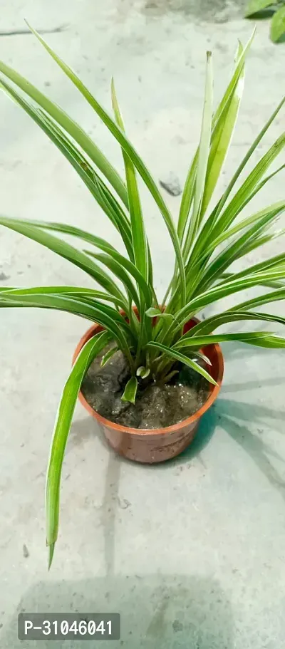 Live Spider Plant - Easy Care Indoor Plant-thumb3