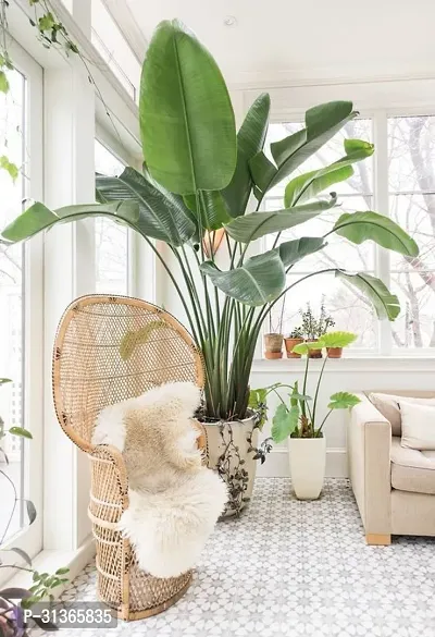 Mini Banana Tree - Perfect for Patios and Small Gardens-thumb0