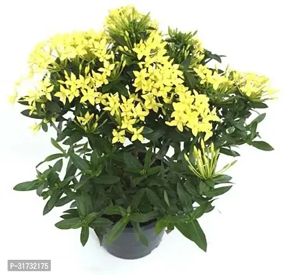 Live Jasmine Plant - Adds Freshness and Elegance-thumb0