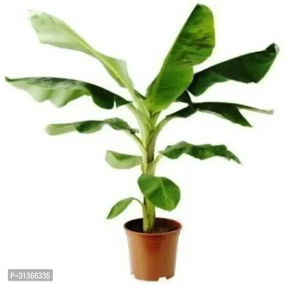 Musa Acuminata Banana Plant - Fast Growing Live Plant-thumb0