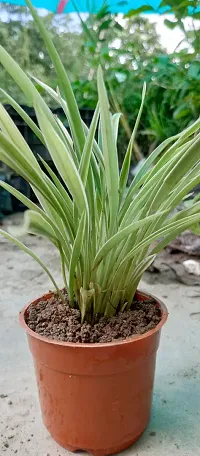 Healthy Spider Plant - Beautiful Indoor Decor-thumb2