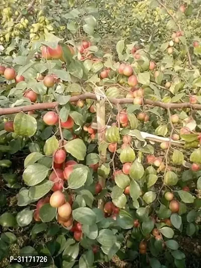 Juicy Ber Apple Plant - Fresh from Garden