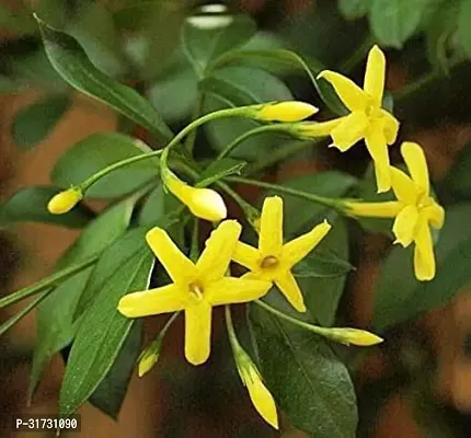 Fragrant Jasmine Plant - Perfect for Indoor  Outdoor Gardens-thumb0