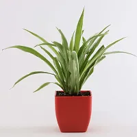 Chlorophytum comosum - Spider Plant in 4-Inch Pot-thumb1