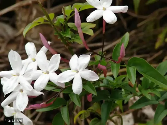 Fragrant Jasmine Plant - Perfect for Meditation Spaces