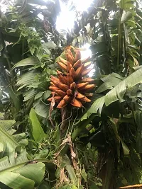 Cold Hardy Musa Basjoo Banana Plant - Live Tree-thumb2