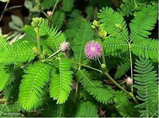 Drought-Tolerant Prosopis Cineraria-thumb0