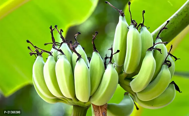 Dwarf Tropical Banana Plant - Great for Indoor Spaces