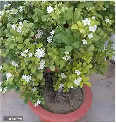 Fragrant Jasmine Plant - Adds Elegance to Your Home-thumb0