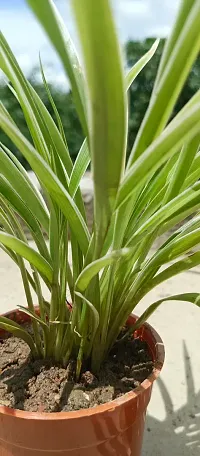 Pet-Friendly Spider Plant - Indoor Greenery-thumb1