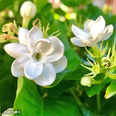 Live Jasmine Plant - Beautiful and Fragrant-thumb0