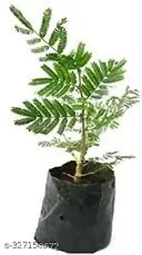 Kumubon Shami Plant for Fresh Interiors-thumb2