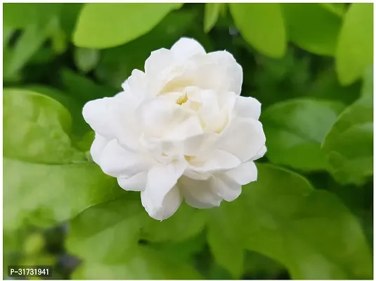 Healthy Jasmine Plant - Ideal for Home and Office-thumb0