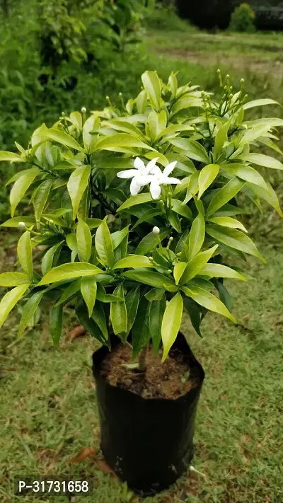 Drought-Resistant Jasmine Plant-thumb0