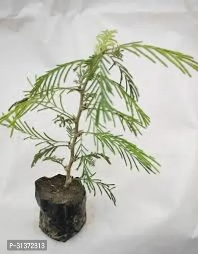 Prosopis Cineraria for Spiritual Spaces-thumb3