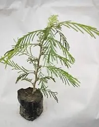 Prosopis Cineraria with Organic Soil-thumb2