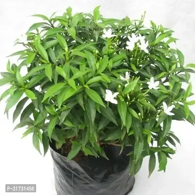 Sweet-Scented Jasmine Plant in Decorative Pot-thumb0