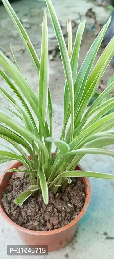 Air Purifying Spider Plant - Ideal for Home and Office-thumb2