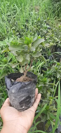 Healthy Jasmine Plant - Lush Green Foliage and White Flowers-thumb1