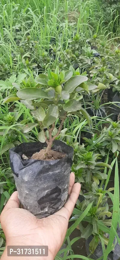 Healthy Jasmine Plant - Lush Green Foliage and White Flowers-thumb2