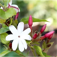 Sweet-Smelling Jasmine Plant for Balconies-thumb1