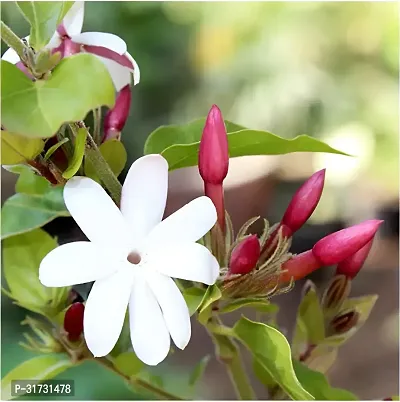 Sweet-Smelling Jasmine Plant for Balconies-thumb2