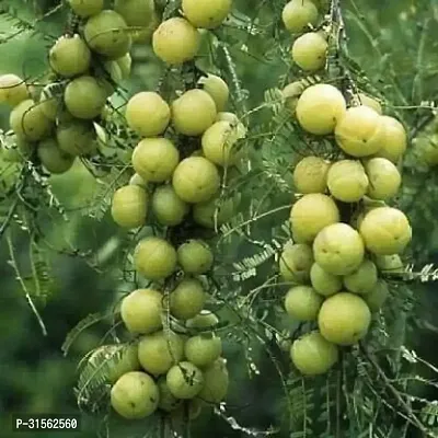 Fresh Amla Plant - Organic Indian Gooseberry Tree-thumb0