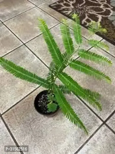 Evergreen Amla Bush - Year-Round Greenery-thumb4