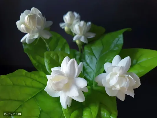 Live Jasmine Plant - Beautiful and Fragrant-thumb2