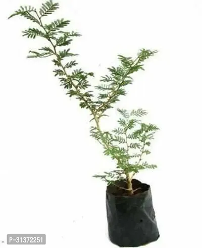 Stylish Shami Plant for Modern Homes-thumb0