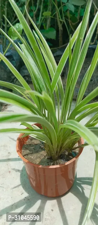 Air Purifying Spider Plant - Ideal for Home and Office-thumb4