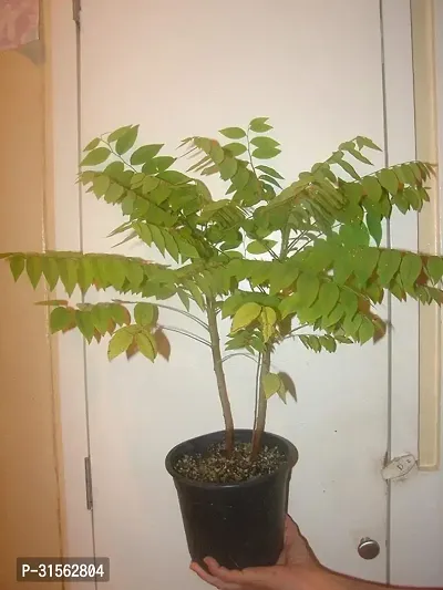 Indoor Amla Tree - Bring Nature Indoors-thumb2