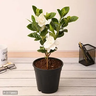 Potted Jasmine Plant - Ideal for Patios and Balconies-thumb0