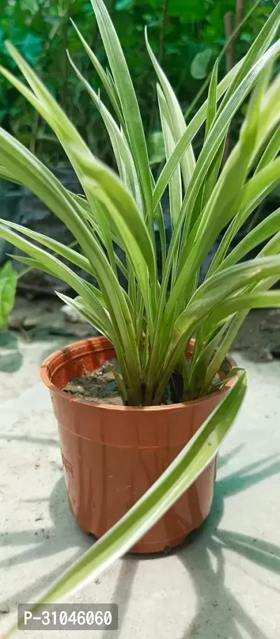 Pet-Friendly Spider Plant - Indoor Greenery-thumb3