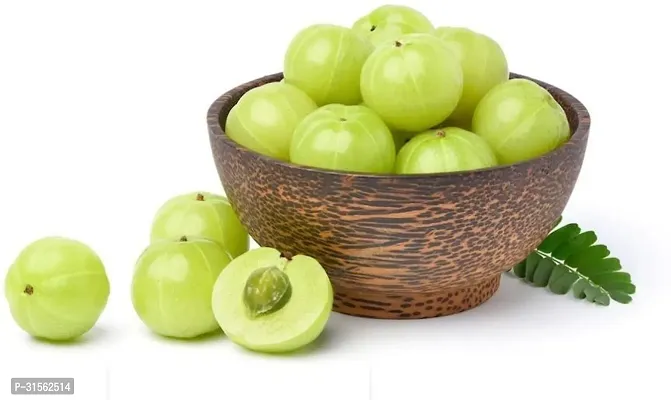 Indoor Gooseberry Tree - Amla for Homes-thumb2