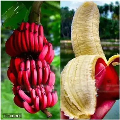 Mini Banana Plant - Great for Indoor and Outdoor Spaces-thumb0