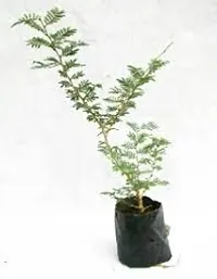 Kumubon Shami Plant for Tranquil Spaces-thumb1