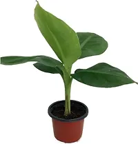 Super Dwarf Cavendish Banana Plant - Ideal for Pots-thumb1