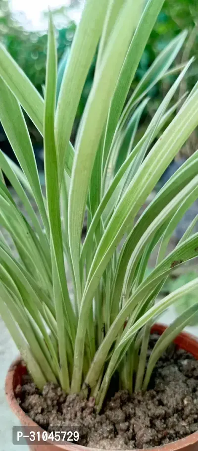 Healthy Spider Plant - Beautiful Indoor Decor-thumb3